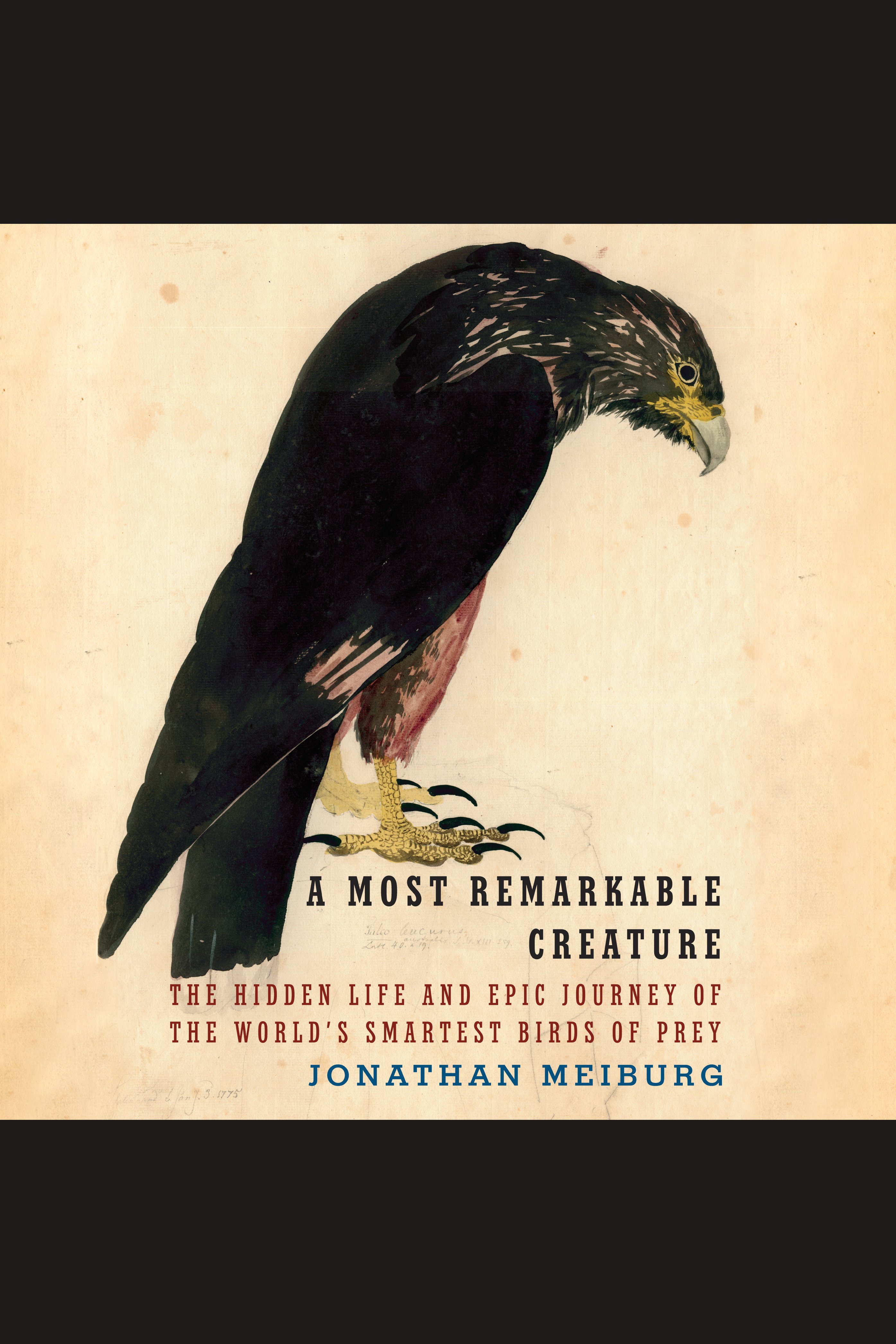 Umschlagbild für A Most Remarkable Creature [electronic resource] : The Hidden Life and Epic Journey of the World's Smartest Birds of Prey