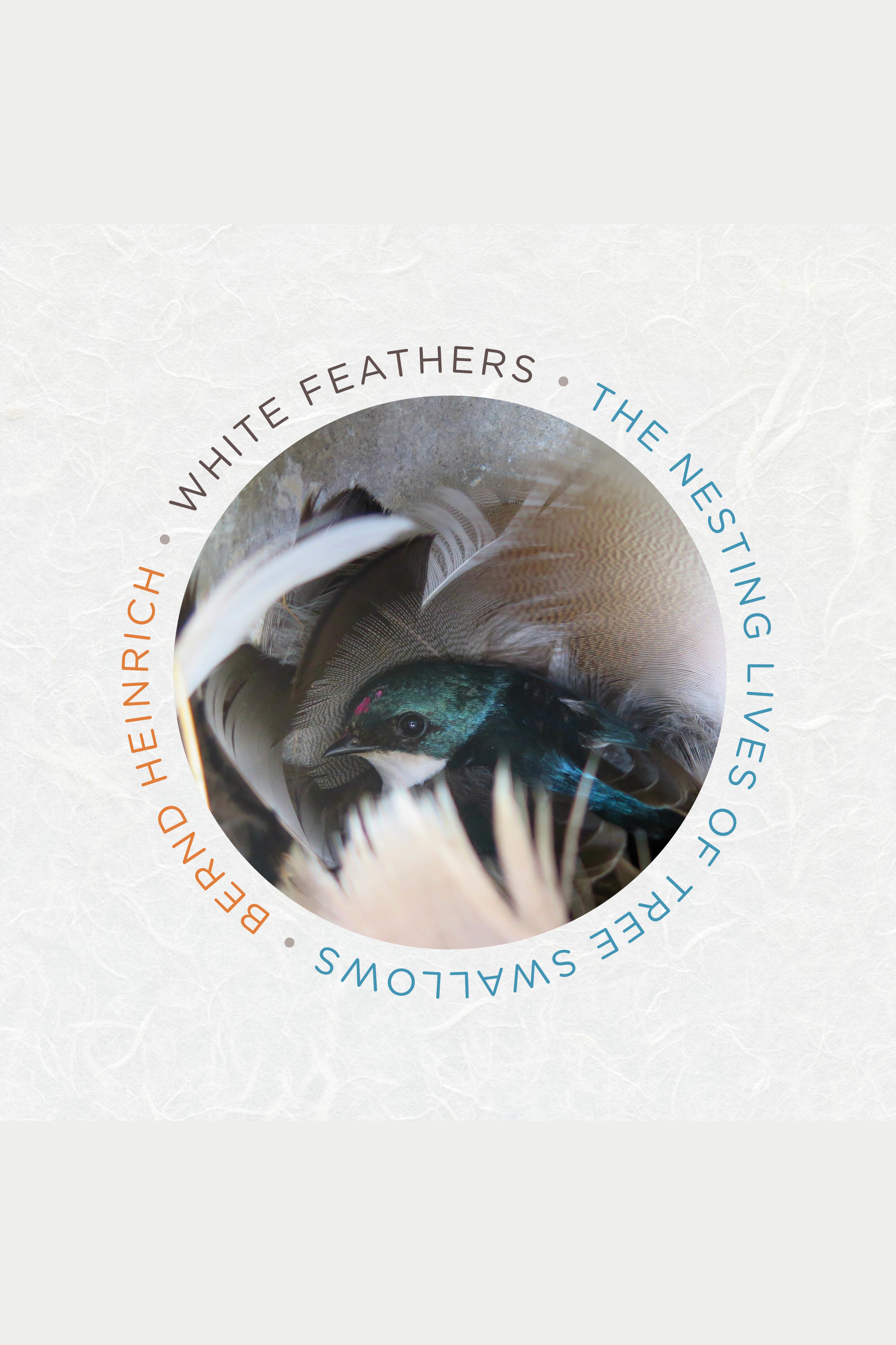 White feathers the nesting lives of tree swallows cover image